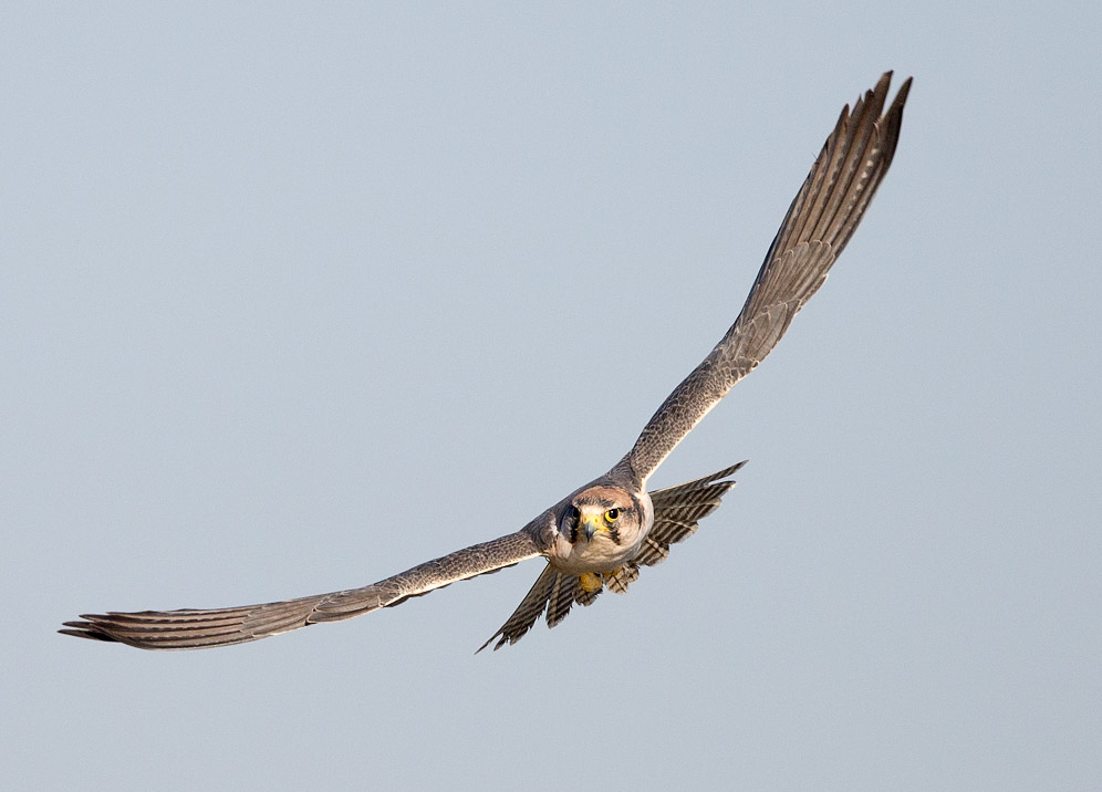 Lanner Falcon in flight